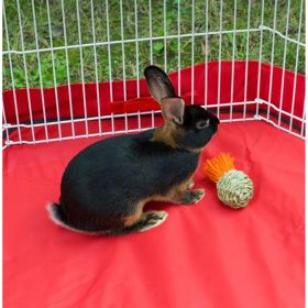 Prevue Pet Products Grassy Nibblers Squash